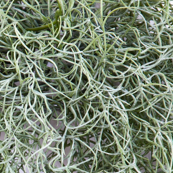 Nahaufnahme von Spanischem Moos (Tillandsia usneoides) mit dünnen, ineinander verschlungenen und drahtigen Trieben.