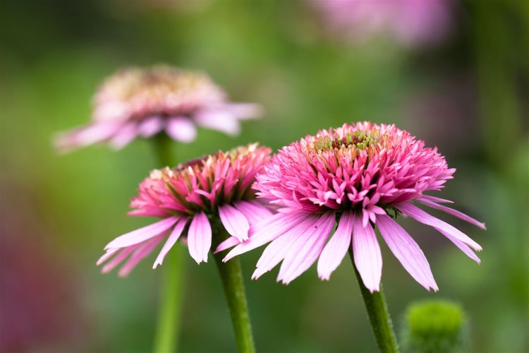 Echinacea purpurea, Sonnenhut, rosa, ca. 9x9 cm Topf
