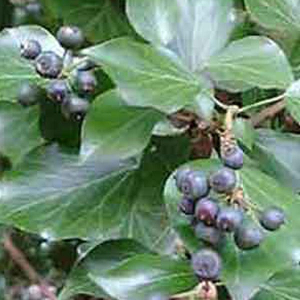 Efeu mit Beeren