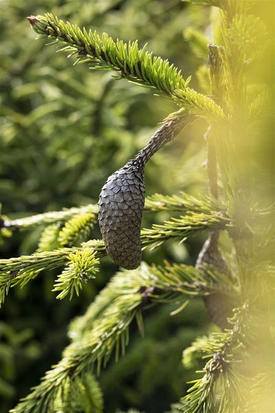 Picea abies 'Acrocona', Fichte, dekorative Zapfen, 40–50 cm