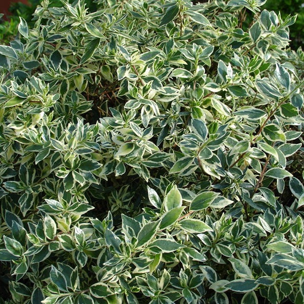 Im Bild ist eine Hecke mit Blättern zu sehen