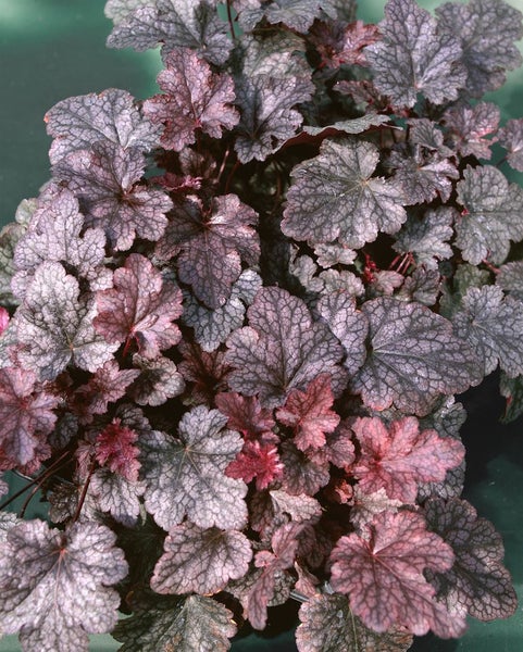 Heuchera micrantha 'Plum Pudding', Purpurglöckchen, violett, 2 Liter Topf