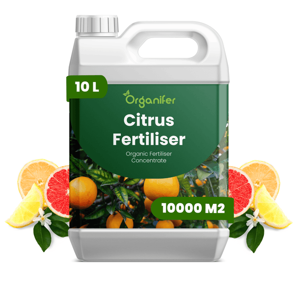 Bio Zitrusdünger Konzentrat von Organifer im 10 Liter Kanister für 10000 Quadratmeter.