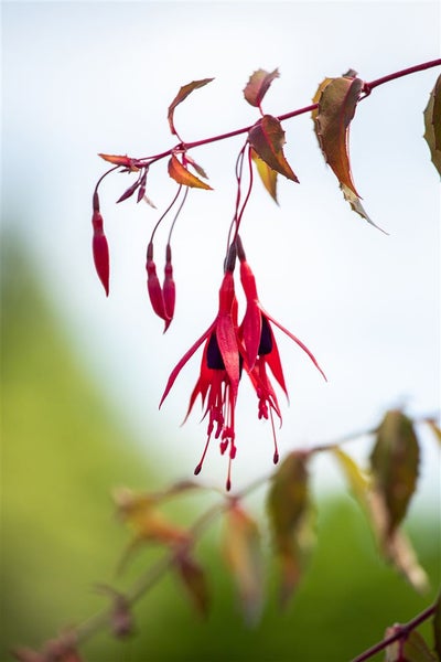 Fuchsia magellanica 'Riccartonii', winterhart, rot-violett, 30–40 cm