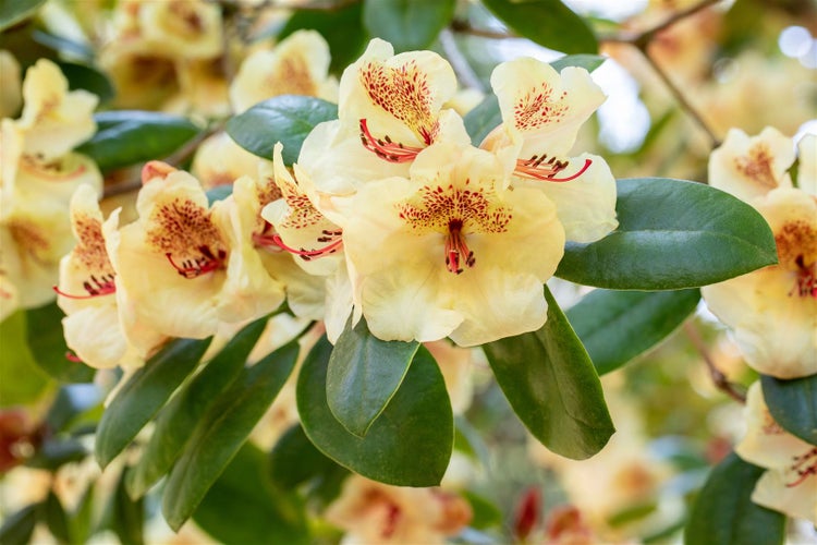Rhododendron Hybr. 'Viscy', Rhododendron, 30–40 cm