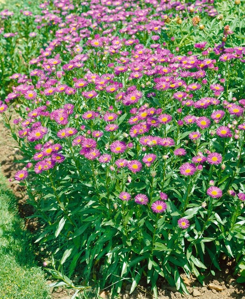 Erigeron speciosus 'Rosa Juwel', Feinstrahl, rosa, ca. 9x9 cm Topf