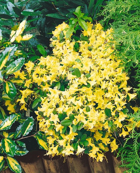 Rhododendron hanceanum 'Shamrock', gelb, 25–30 cm