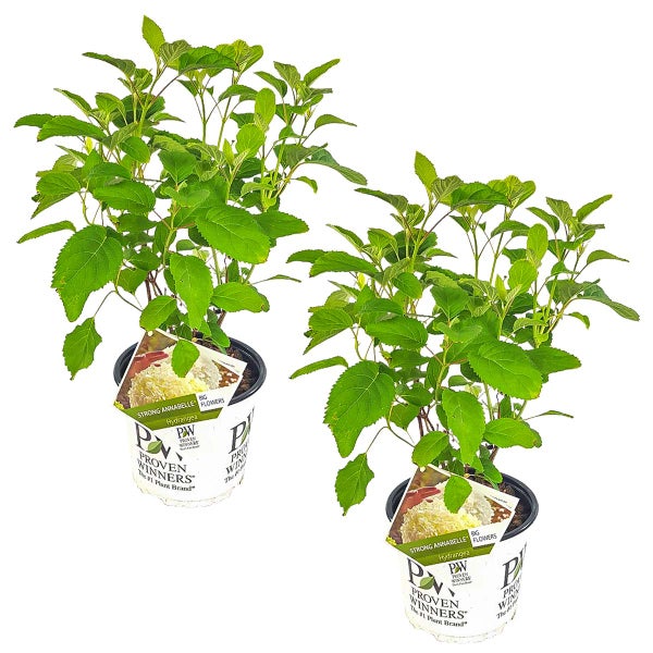 2x Hortensie 'Strong Annabelle' - Hortensie - Strauch - Winterheart – ⌀19 cm - ↕40-50 cm