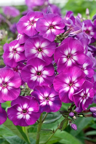 Phlox paniculata 'Purple Kiss', Flammenblume, lila, ca. 11x11 cm Topf