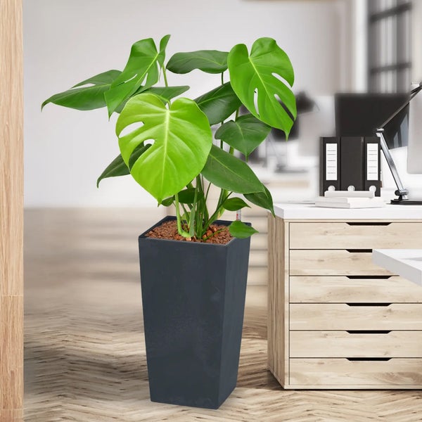 Monstera Zimmerpflanze in einem eckigen Pflanzgefäß im Büro