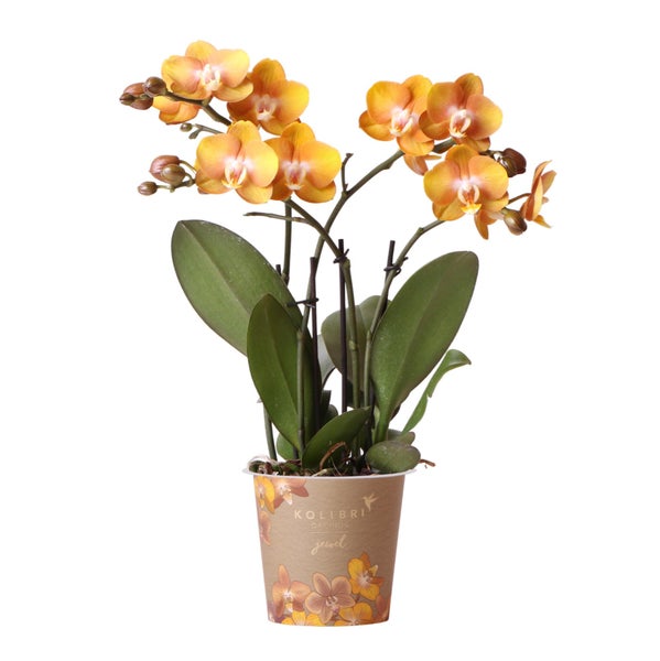 Zwei gelbe Orchideen in weißen Töpfen auf einem Regal.