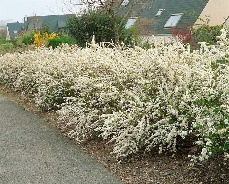 Reihe blühender Spirea Büsche im Garten