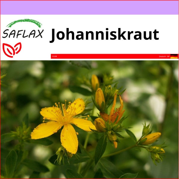 SAFLAX  - Johanniskraut - Hypericum perforatum - 300 Samen