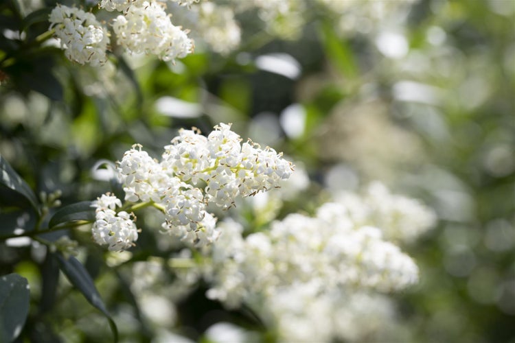 Ligustrum vulgare, Gewöhnlicher Liguster, 20–30 cm