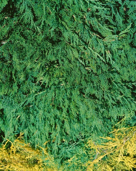 Juniperus sabina 'Tam No Blight', Sadebaum, 30–40 cm