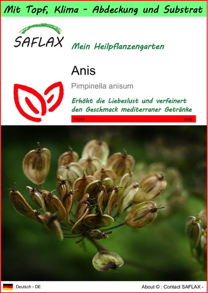 SAFLAX Garden to go - Anis - Pimpinella anisum - 200 Samen - Mit Topf, Klima - Deckel und Anzuchtsubstrat
