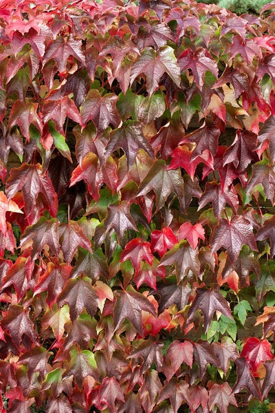 Parthenocissus tricuspidata 'Veitchii', Wilder Wein, 60–100 cm