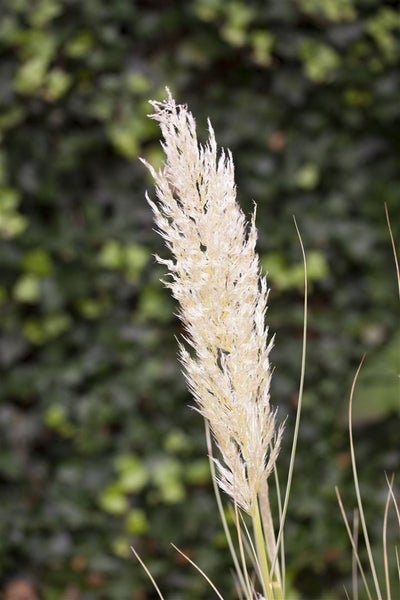 Cortaderia selloana, Pampasgras, silbrig-weiß, ca. 12 cm Topf