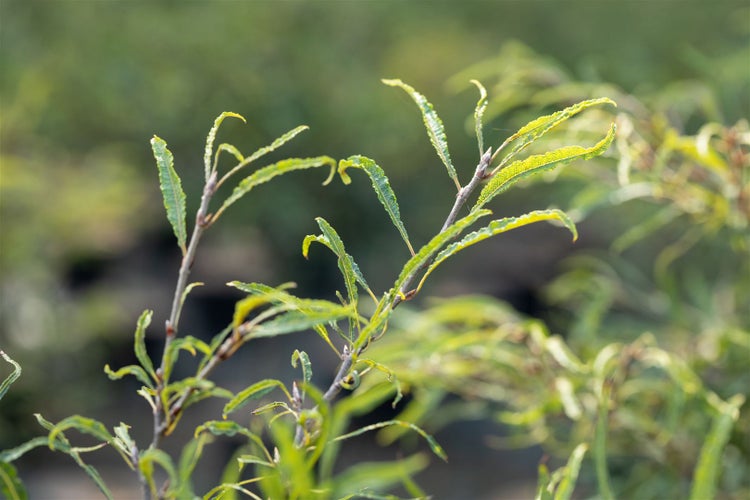Fagus sylvatica 'Mercedes', Rotbuche, 60–80 cm