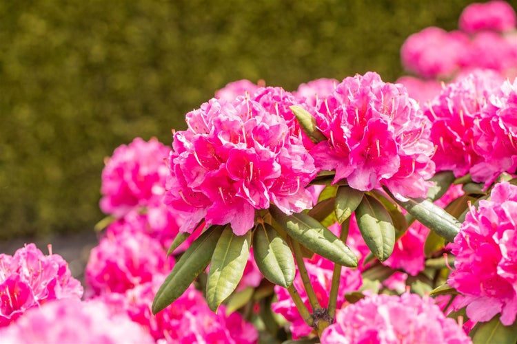 Rhododendron Hybr. 'Catharine van Tol', immergrün, rosa Blüten, 40–50 cm