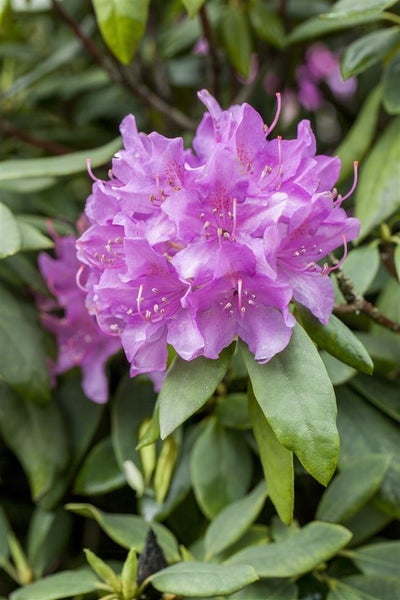 Rhododendron 'Catawbiense Grandiflorum', lila, 30–40 cm, INKARHO