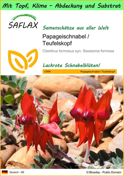 SAFLAX Garden to go - Papageischnabel / Teufelskopf - Clianthus formosus syn. Swaisonia formosa - 20 Samen - Mit Topf, Klima - Deckel und Anzuchtsubstrat