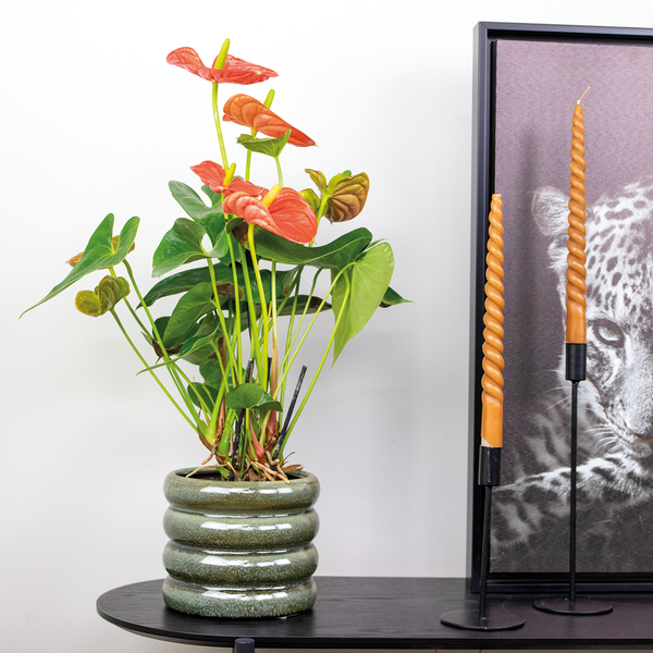 Bloomique - 2er Set - Anthurium Andreanum - Orange - Flamingoblume - Blühende Zimmerpflanzen - Pflegeleicht - Höhe 40-50 cm - Topf 14 cm