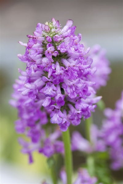 Stachys monnieri 'Hummelo', Ziest, purpurrosa, ca. 9x9 cm Topf