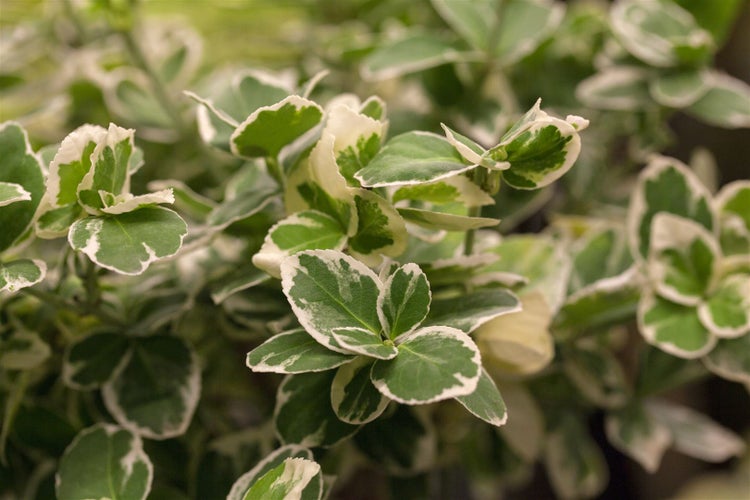 Euonymus fortunei 'Emerald Gaiety', Kriechspindel, grün-weiß, ca. 9x9 cm Topf