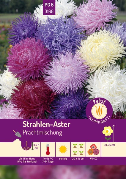 Samenpackung Strahlen-Aster Prachtmischung mit bunten nadelartigen Blüten, Pabst Keimkraft Logo und Pflanzanleitungen.