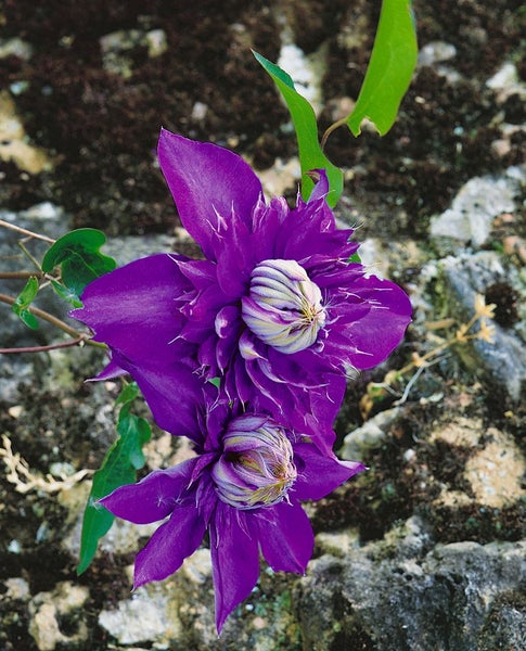 Nahaufnahme von lila Waldrebenblüten vor Steinmauer