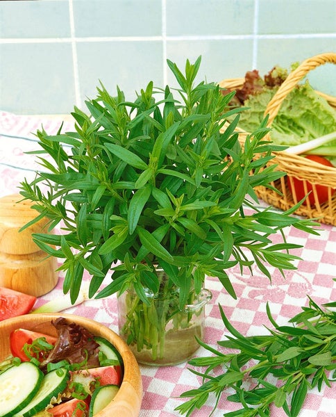 Strauß frischer Estragon in einem Glas auf einem Tisch mit Salat