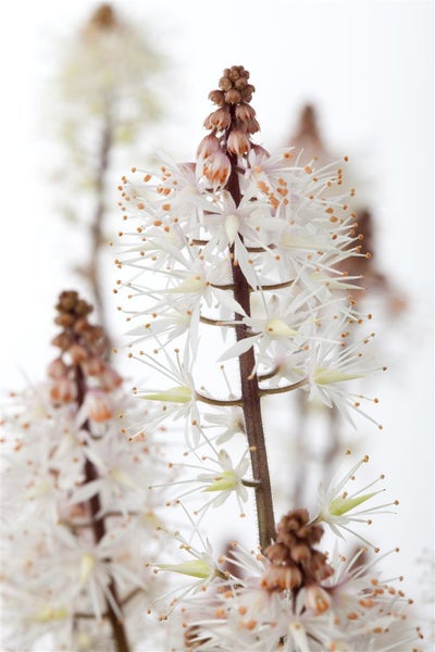Tiarella laciniata 'Spring Symphony', Schaumblüte, ca. 11x11 cm Topf