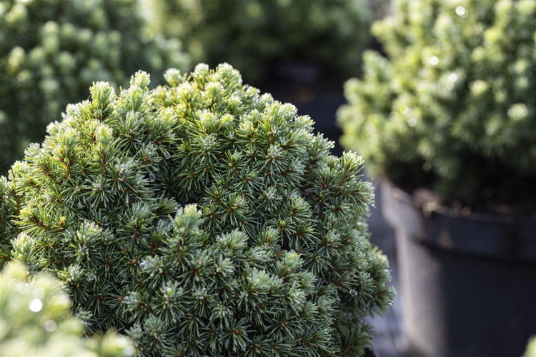 Picea glauca 'Echiniformis', Zwergfichte, kompakt, 40–50 cm