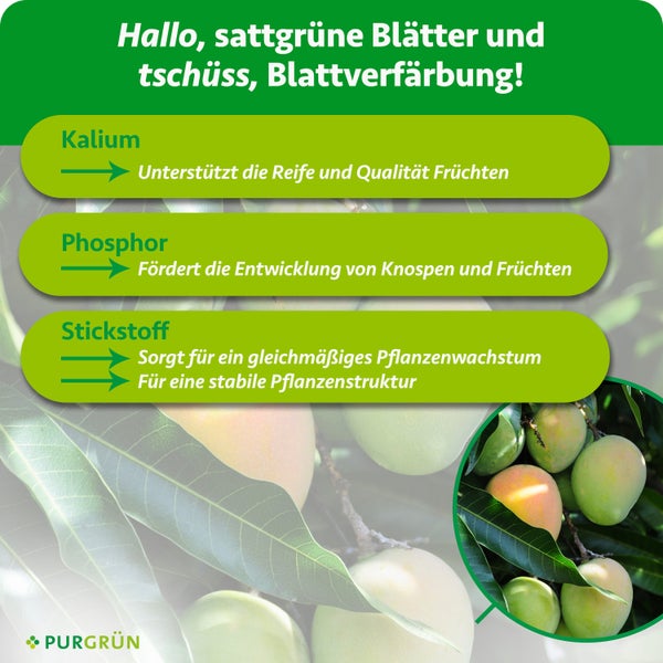 Infografik über die Vorteile von Kalium, Phosphor und Stickstoff für gesundes Pflanzenwachstum und Fruchtreife. Purgrün Logo.