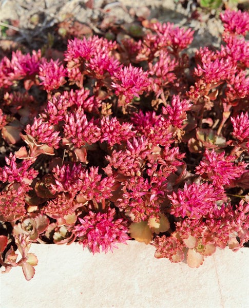 Sedum spurium 'Fuldaglut', Teppichsedum, rot, ca. 9x9 cm Topf