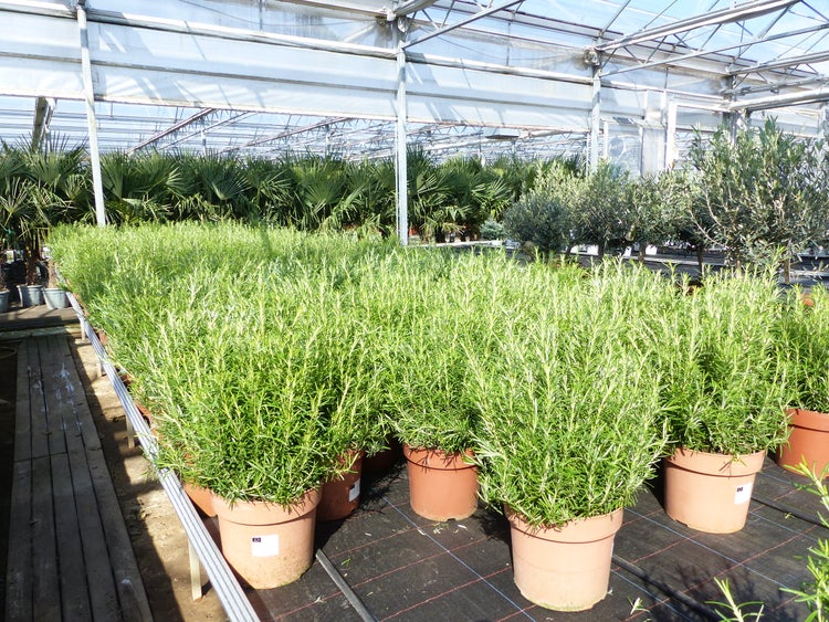 Reihen üppiger Rosmarinpflanzen in Kunststofftöpfen in einem hellen, weitläufigen Gewächshaus mit Metallstruktur und Glasdach.