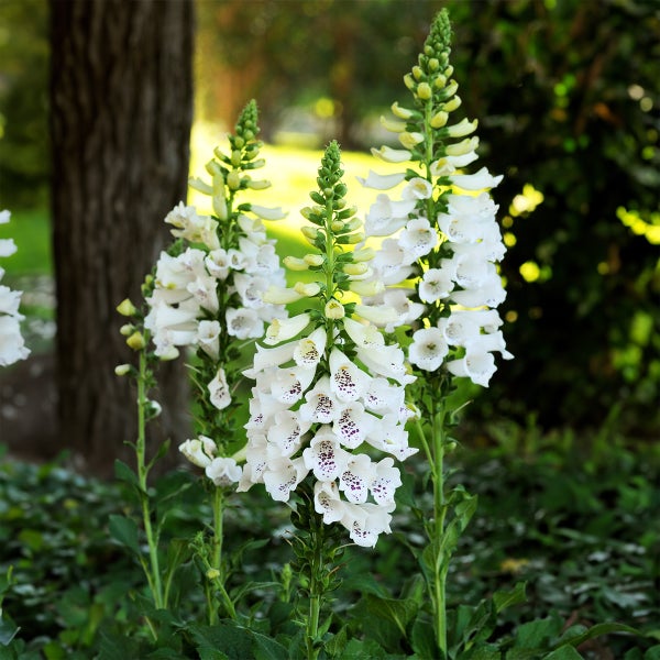 Weißer Fingerhut Digitalis purpurea mit violetten Punkten auf aufrechten Stielen.