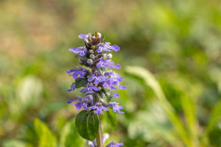 Blühende kriechende Günsel Pflanze im Garten.