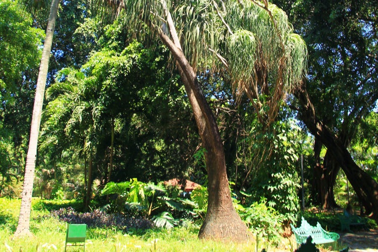 SAFLAX Garden to go - Elefantenfuß / Flaschenbaum - Beaucarnea recurvata - 10 Samen - Mit Topf, Klima - Deckel und Anzuchtsubstrat