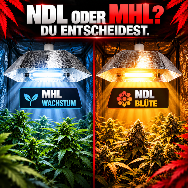 Vergleich zwischen MHL Leuchtmittel für Pflanzenwachstum und NDL Leuchtmittel für Pflanzenblüte in einer Growbox.