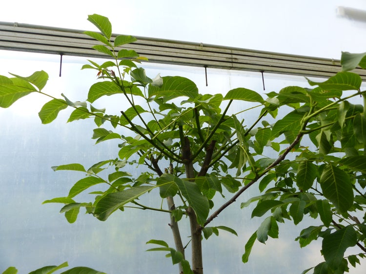 Junger Walnussbaum Juglans regia mit grünen Blättern im Gewächshaus.