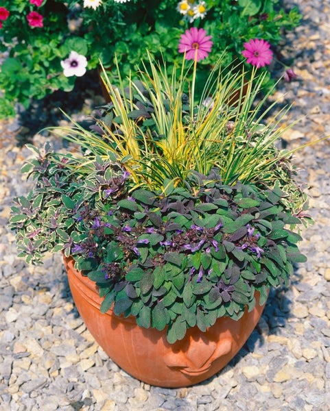 Bepflanzter Topf mit Zierpflanzen im Garten.