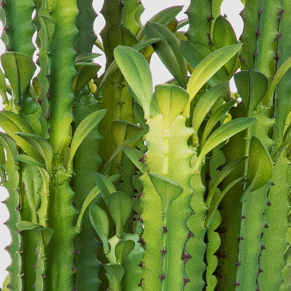 Nahaufnahme einer Euphorbia trigona mit grünen gerippten Stielen und kleinen Blättern.
