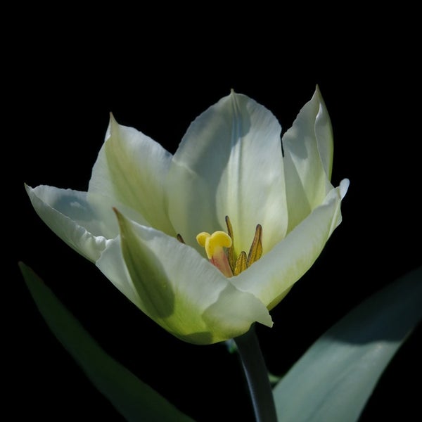 Zwei weiß blühende Tulpen im Garten
