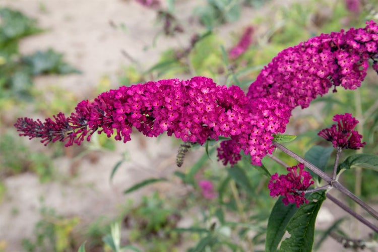 Buddleja davidii 'Royal Red', Schmetterlingsflieder, rot, 60–100 cm