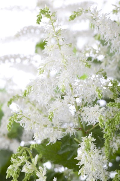 Astilbe x arendsii 'Brautschleier', Prachtspiere, weiß, ca. 9x9 cm Topf