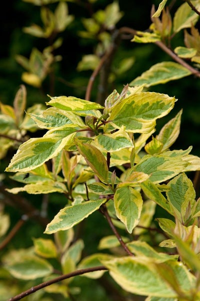 Cornus alba 'Gouchaultii', Hartriegel, buntes Laub, 40–60 cm