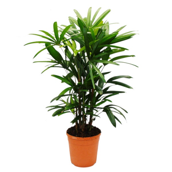 Steckenpalme - Rhapis excelsa - Bambuspalme - 21cm Topf - 80-100cm hoch