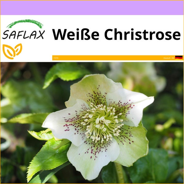 SAFLAX  - Weiße Christrose - Helleborus niger - 6 Samen